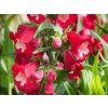 Penstemon hartwegii 'Phoenix Red'