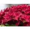 Hydrangea macrophylla Fire Wings (2)