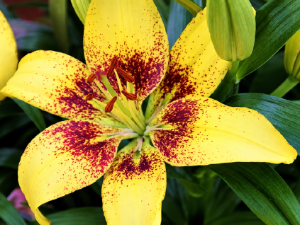 Lilie 'Joao Pessoa'