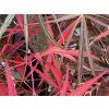 willow2