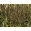 Pennisetum Red Head