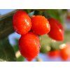 108671 1 little goji