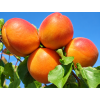 early orange