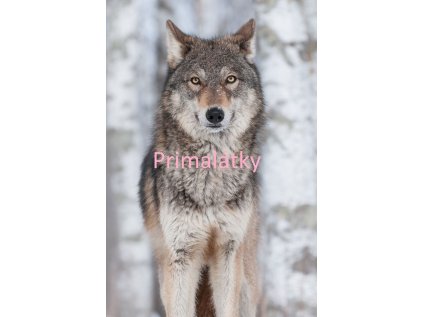 Teplákovina DELUXE 280g/m2, panel +-90X55 cm, vlk malý DX21002,OK10@