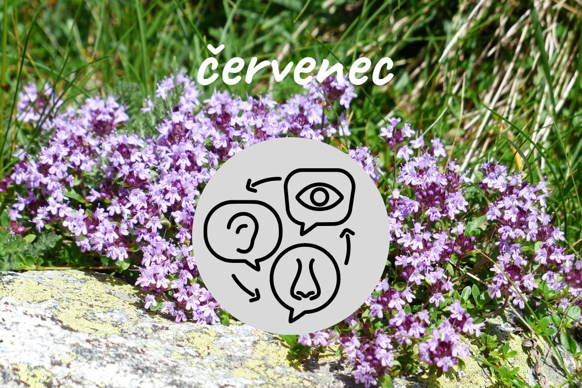 Poznávejte přírodu všemi smysly: červenec