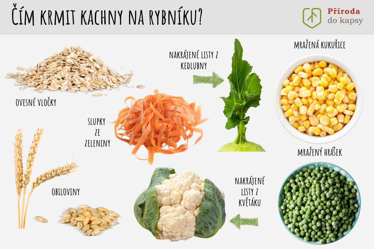 Čím krmit divoké kachny a labutě na rybníku?