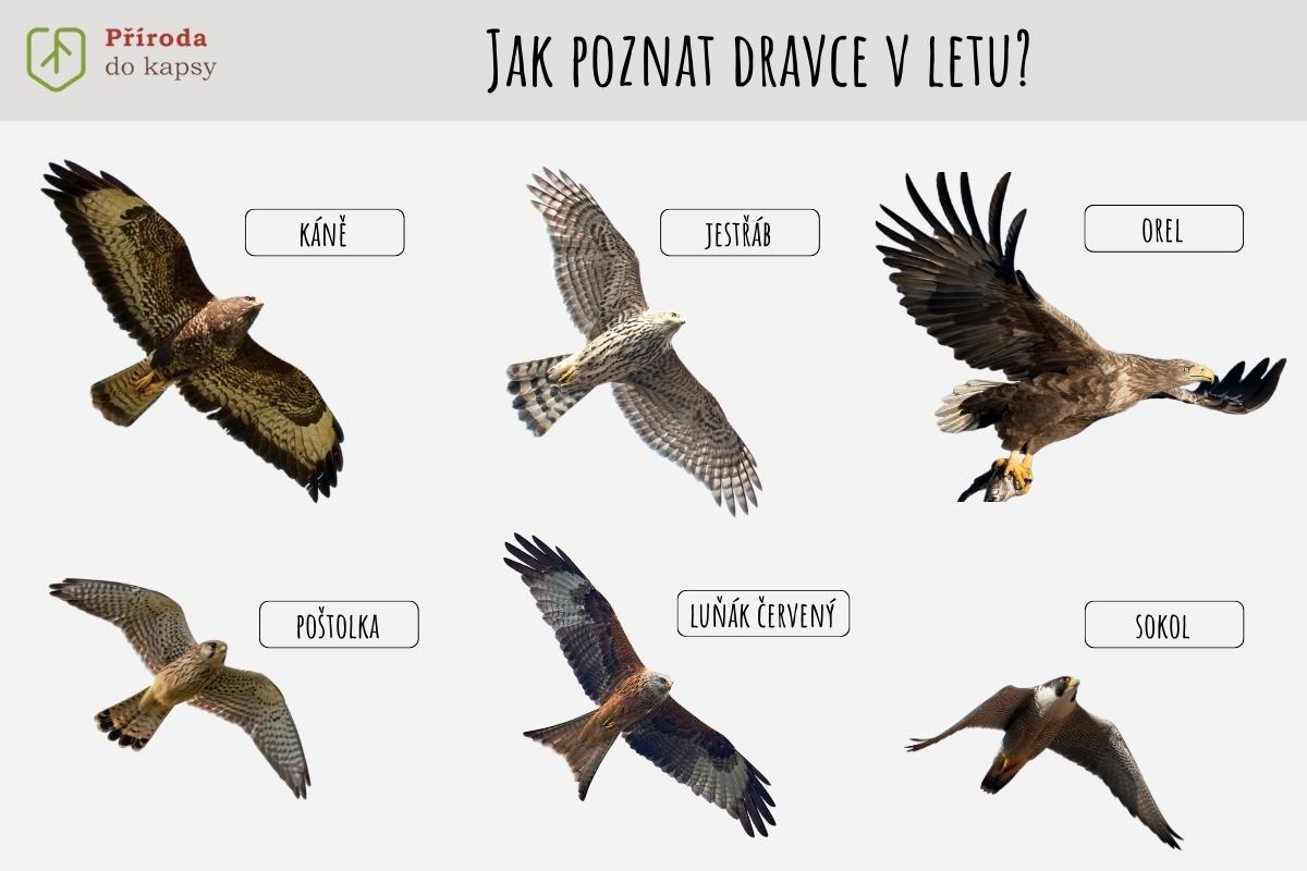 Jak poznat naše dravce v letu?