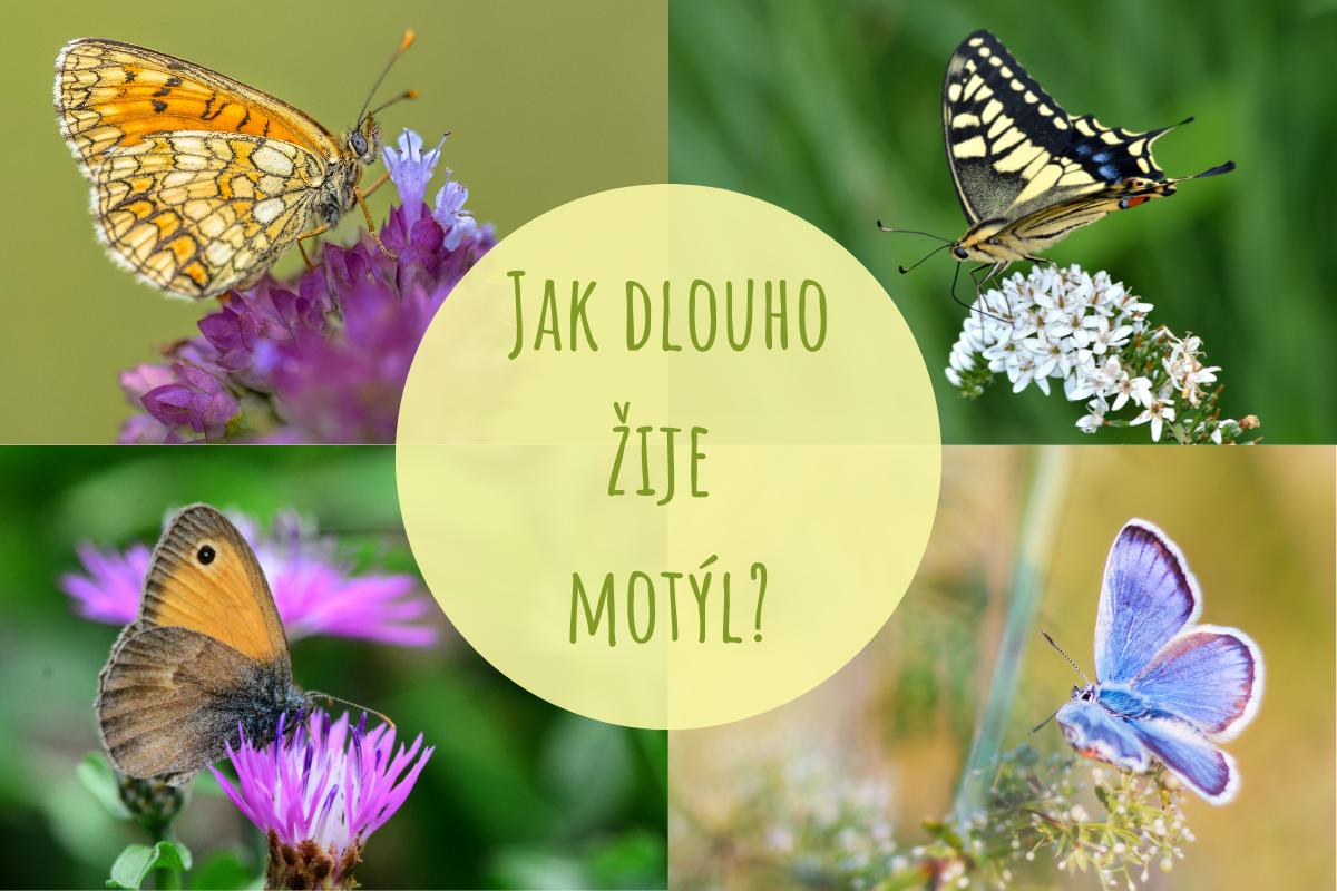 Jak dlouho žije motýl? Přehled nejběžnějších druhů