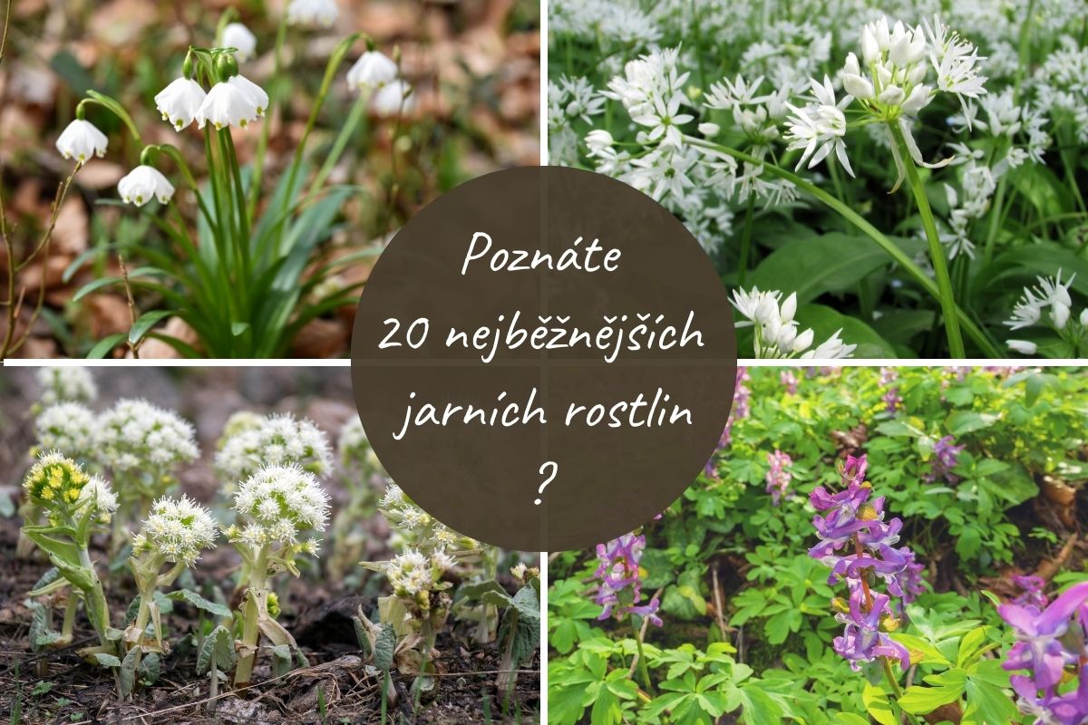 Poznáte 20 nejběžnějších jarních rostlin? + PDF