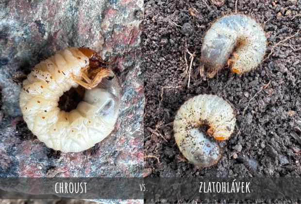 Jak rozpoznat larvy chroustů od larvy zlatohlávka?
