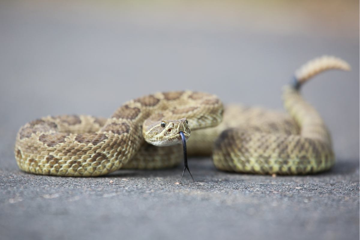 Velký přehled nejjedovatějších hadů na světě