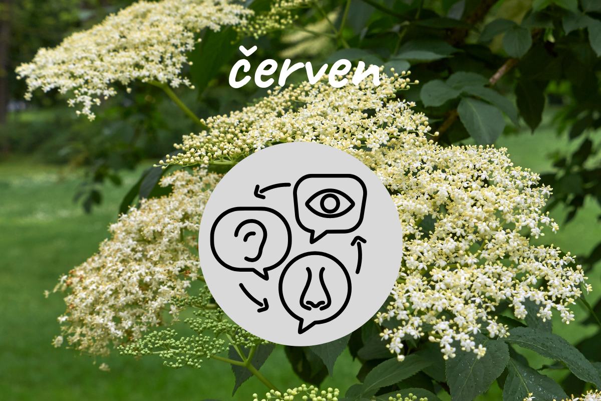 Poznávejte přírodu všemi smysly: červen