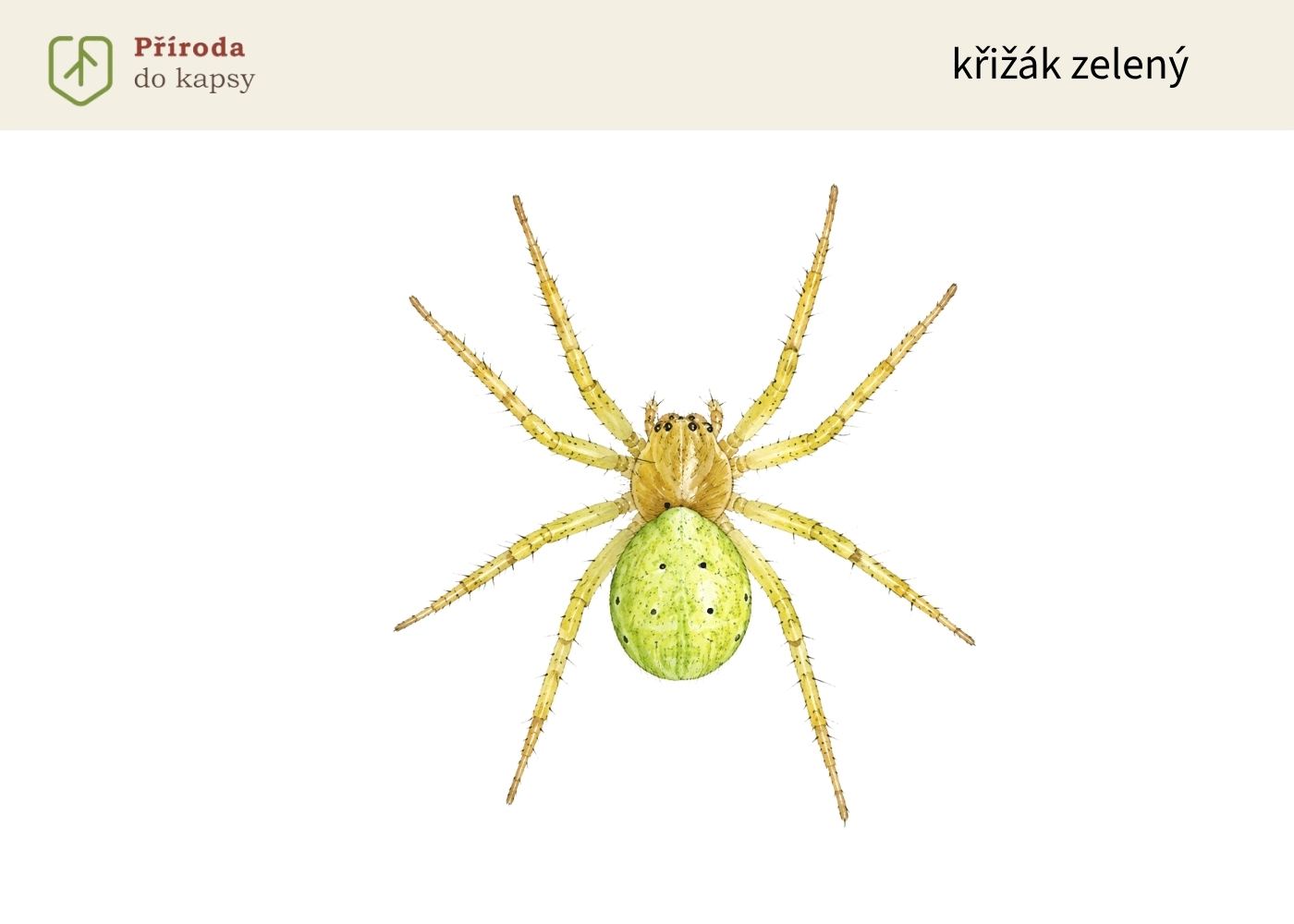 2-zeleny-pavouk-krizak-zeleny