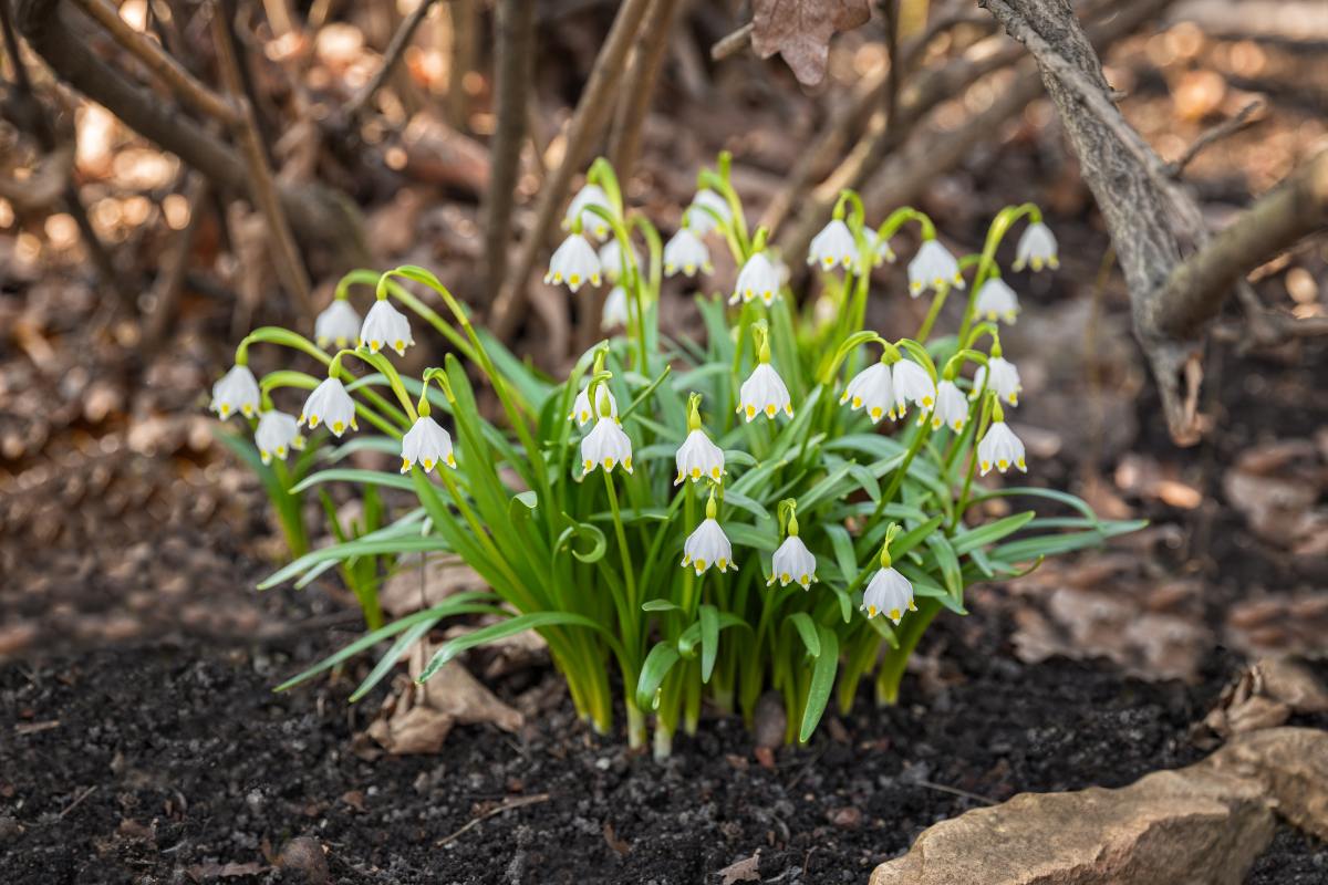 Bledule-jarni-Leucojum-vernum