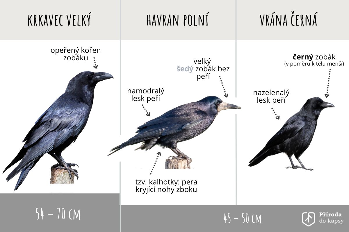 rozdíly mezi havranem, vránou a krkavcem