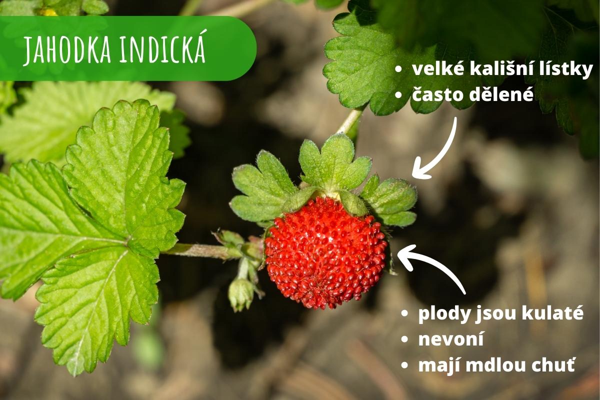 jahodka_indicka_jedovata