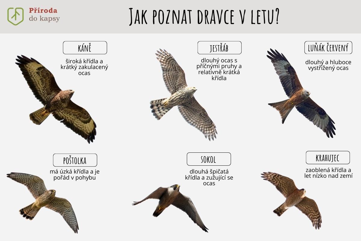 jak-poznat-dravce-v-letu-kane-jestrab-sokol-postolka-lunak-krahujec2