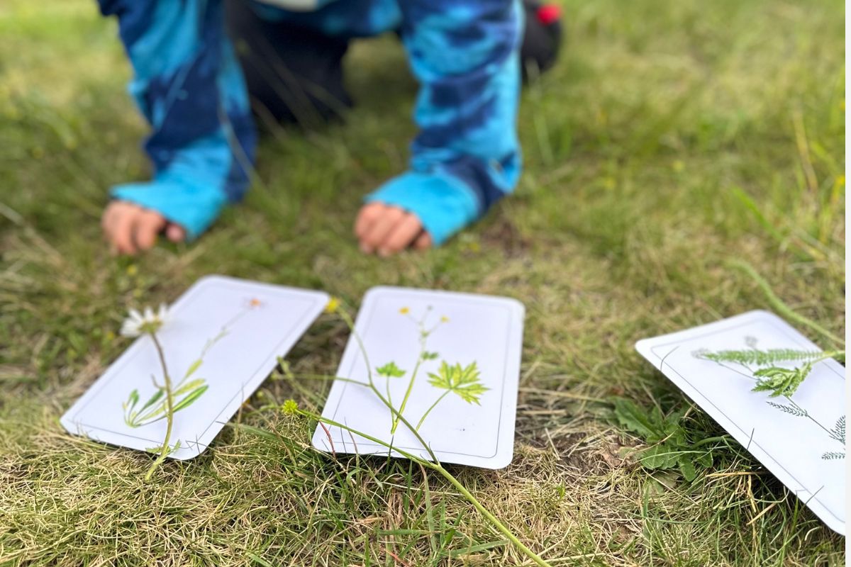 jak-vyuzit-karticky-priroda-do-kapsy-porovnávání