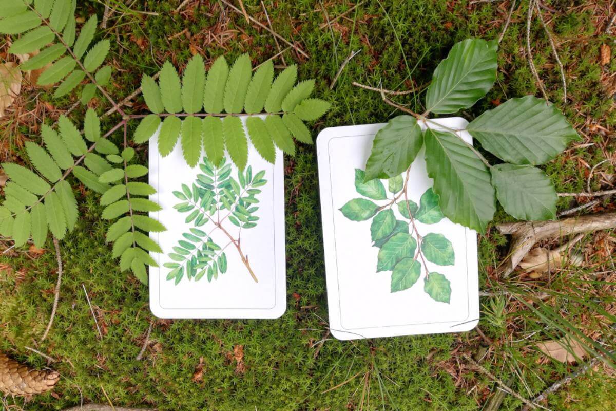 jak-vyuzit-karticky-priroda-do-kapsy-prirazovani-2