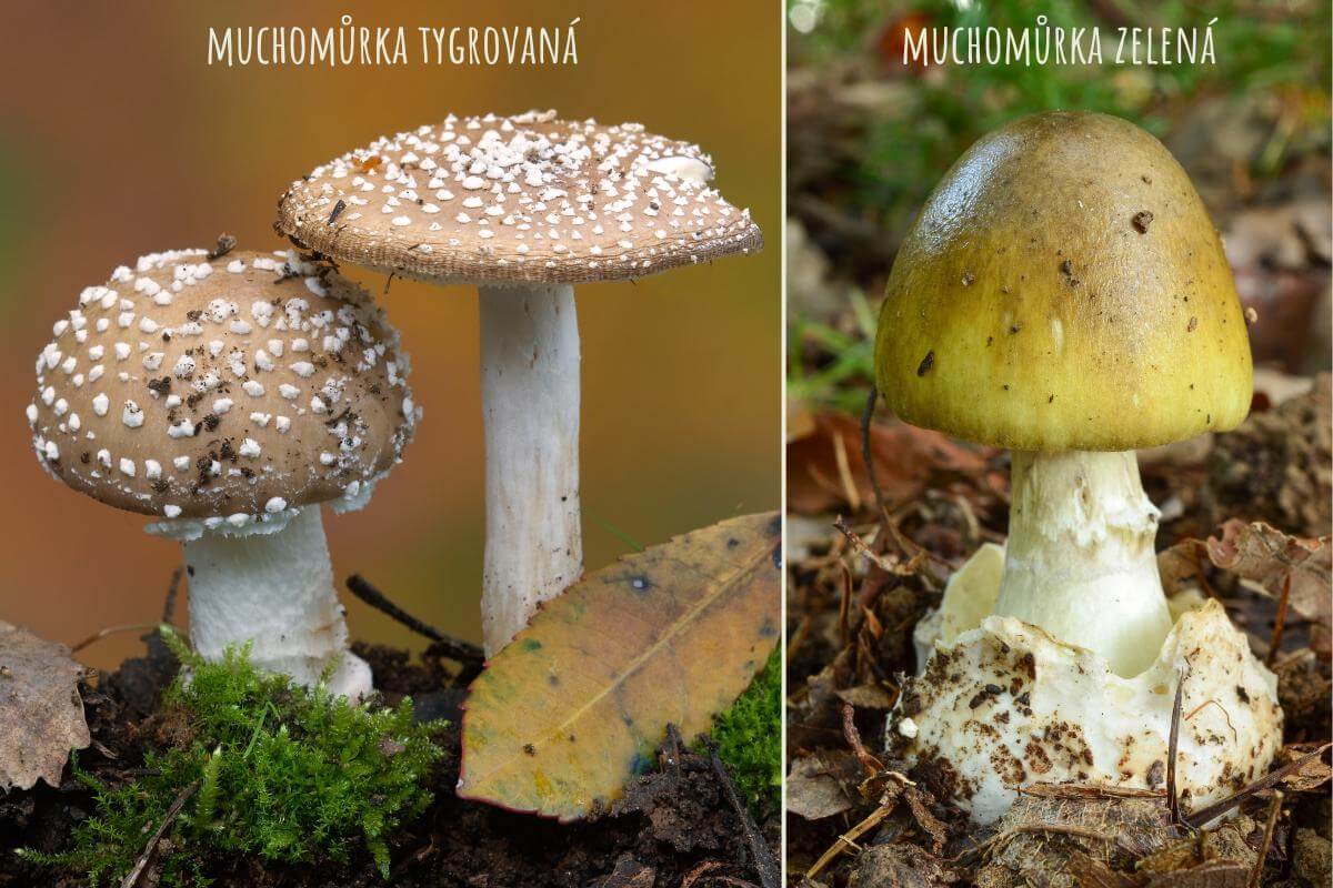 jedovate-houby-muchomurka-tygrovana-muchomurka-zelena