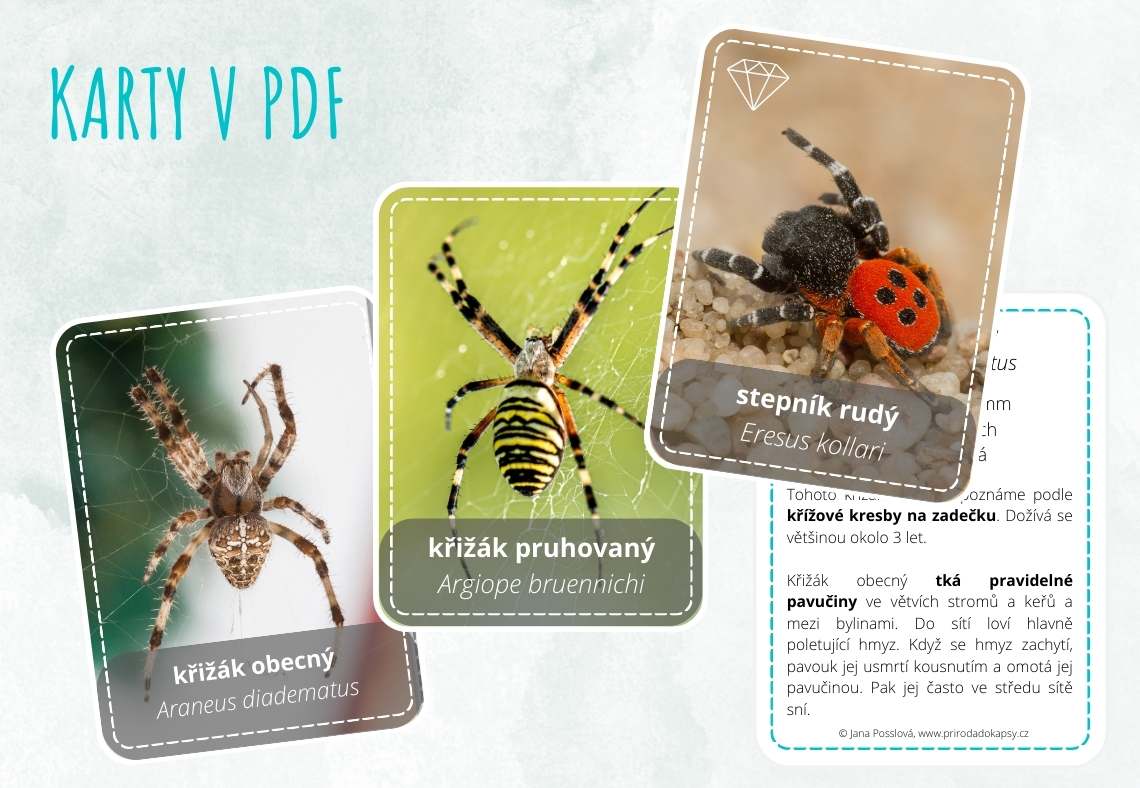 karty-v-pdf-zajimave-druhy-ceskych-pavouku
