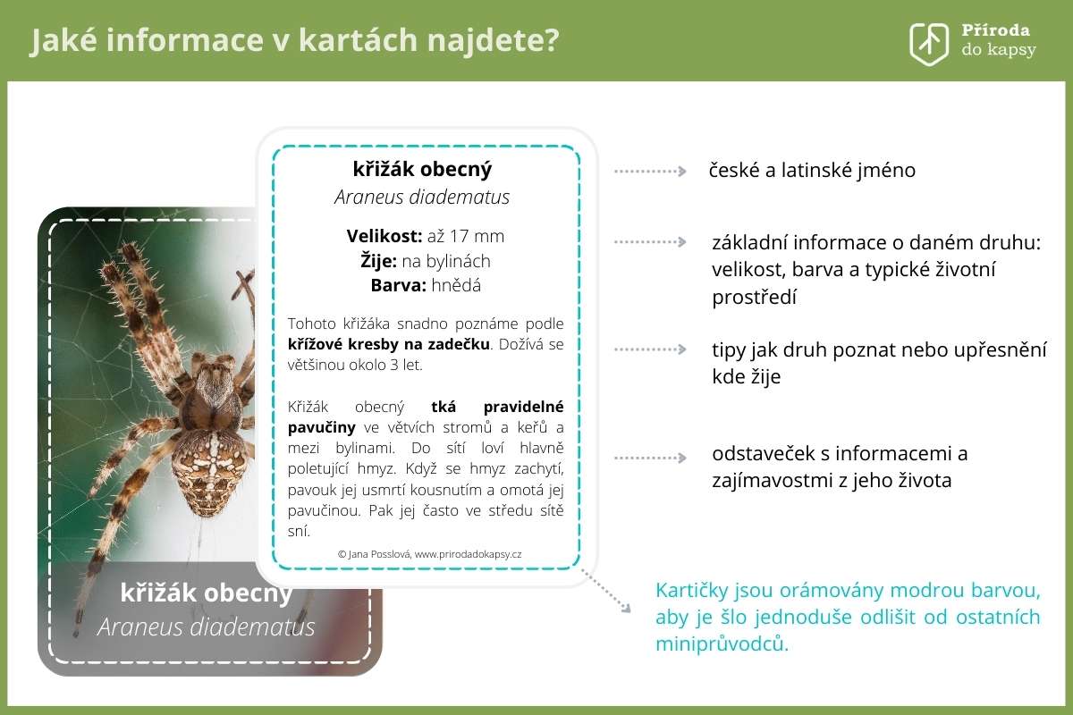 karty-zajimave-druhy-pavouku