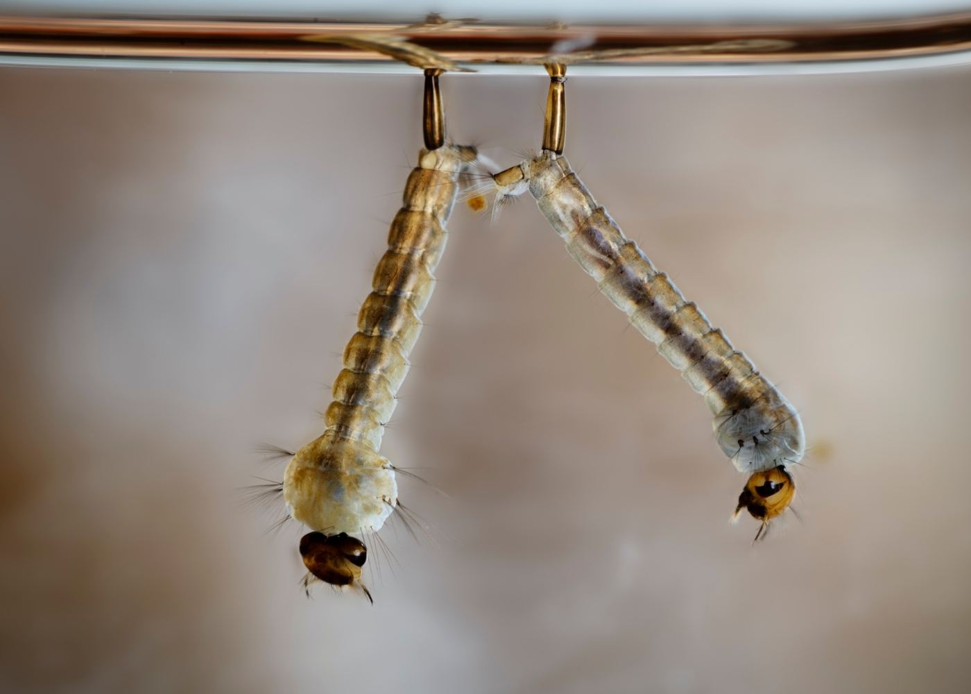komar-larva