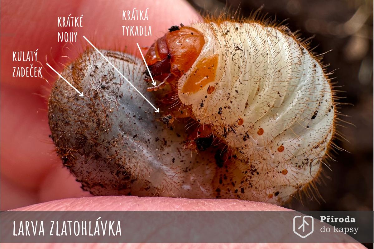 larva-zlatohlavka