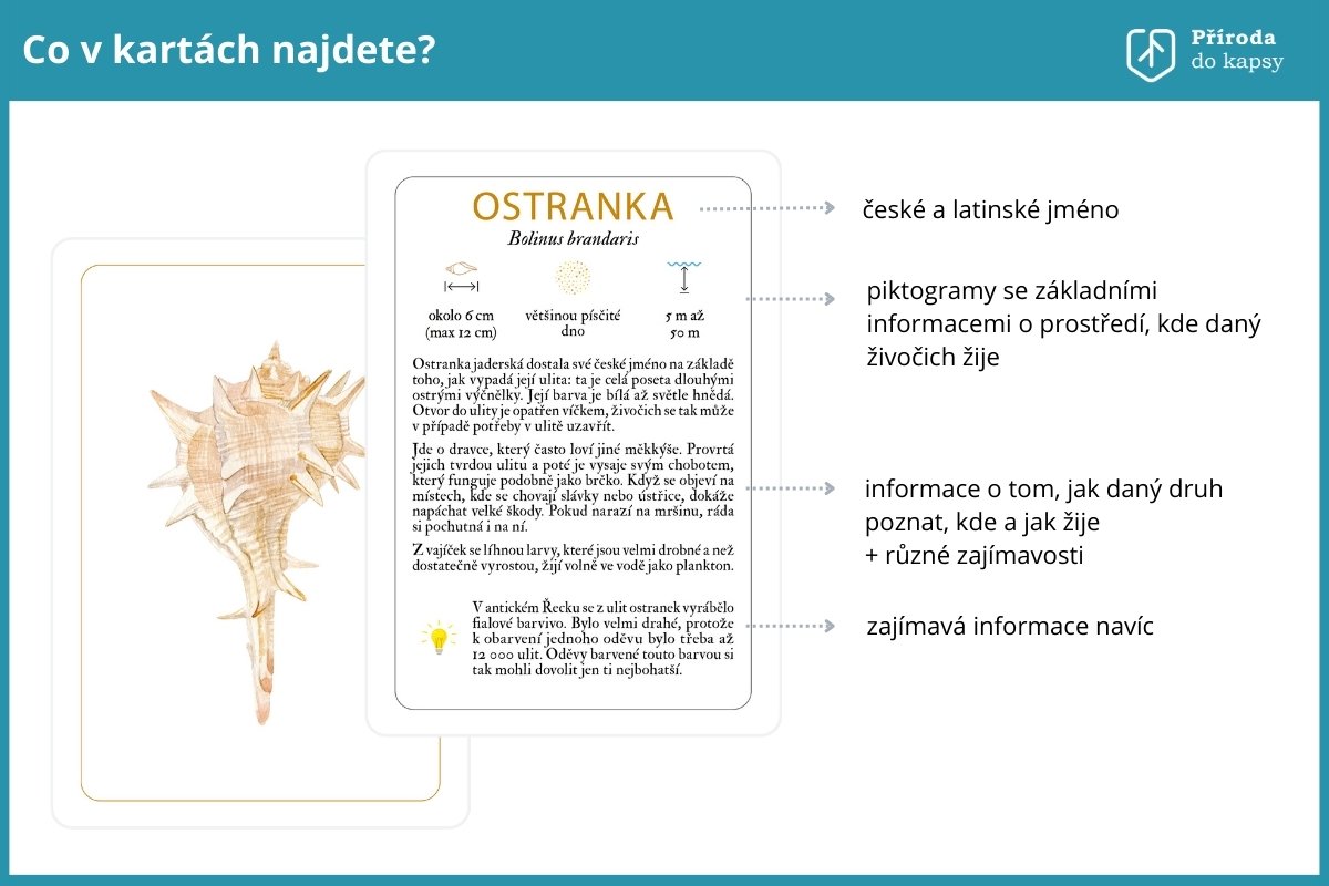 mořské mušle a lastury a jejich různé druhy na kartičkácch