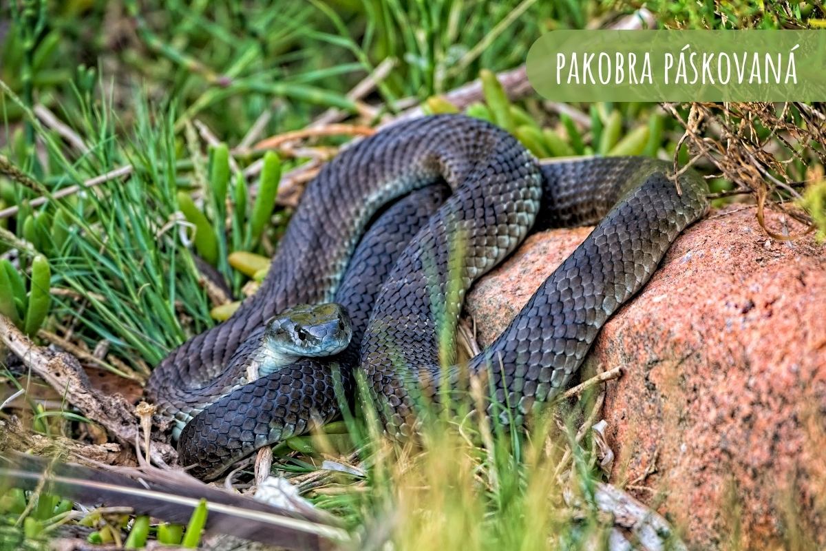 nejjedovatejsi-hadi-na-svete-pakobra-paskovana