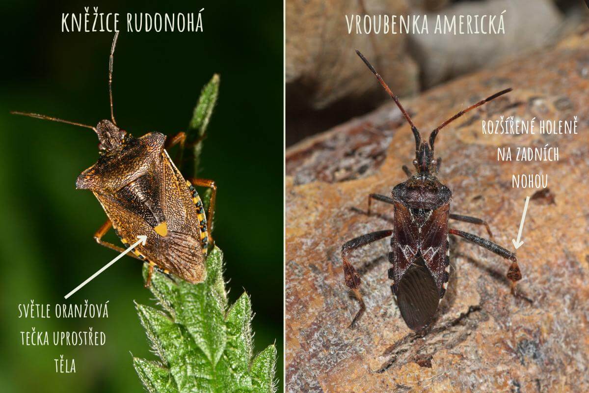 ploštice, které lezou do bytu - kněžice rudonohá a vroubenka americká