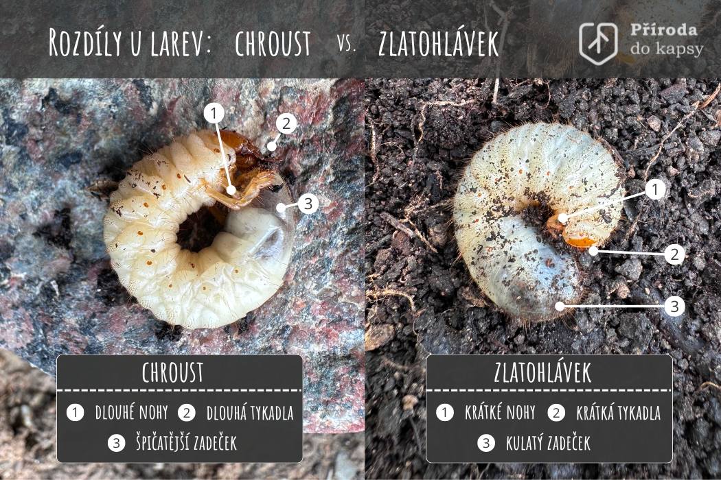 rozdil-mezi-larvou-chrousta-a-zlatohlavka