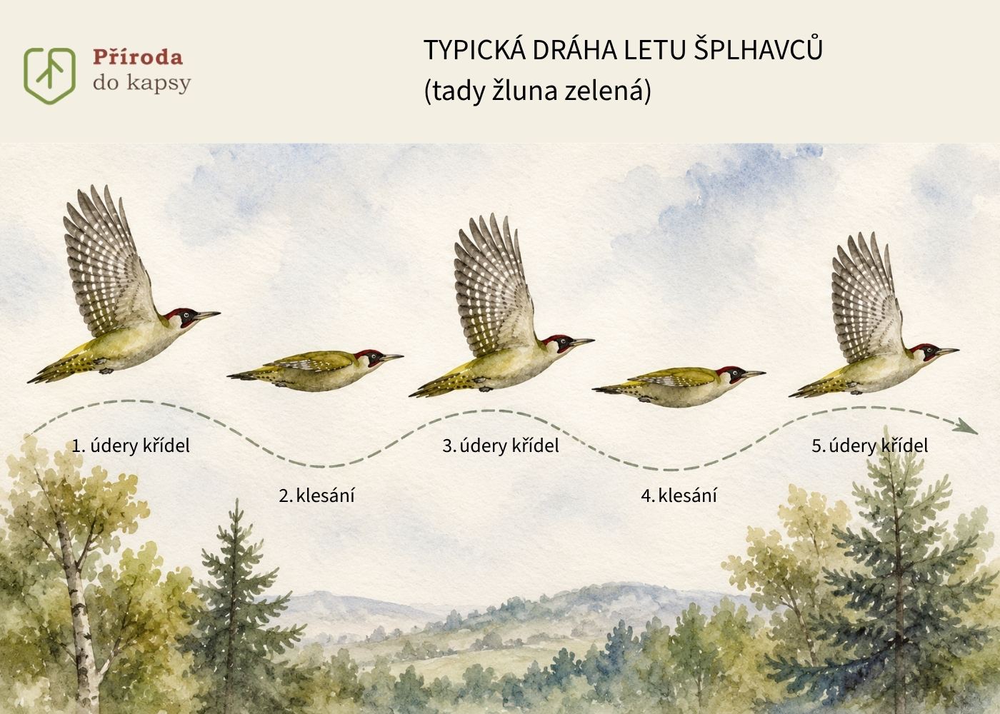 rozpoznavani-ptactva-splhavci-let