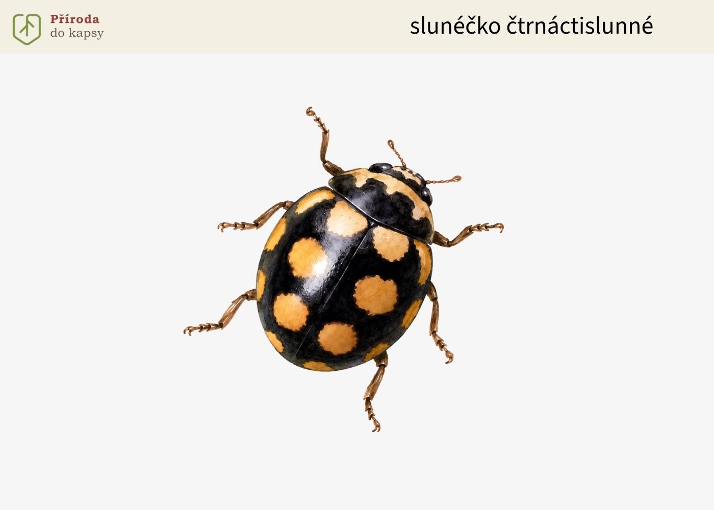 slunecko-ctrnactislunne