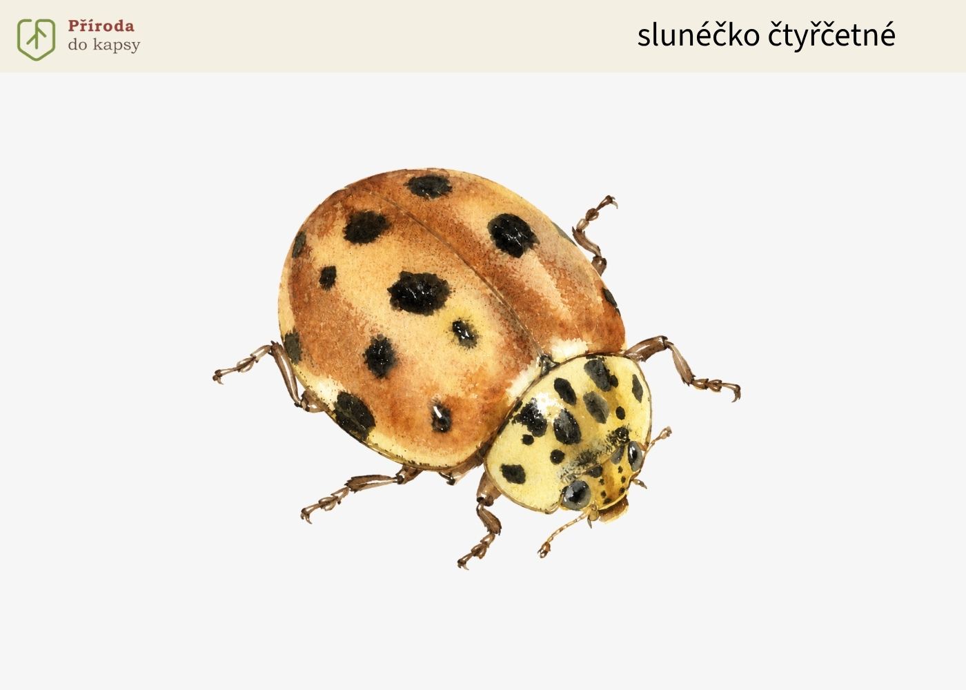 slunecko-ctyrcetne-Harmonia-quadripunctata