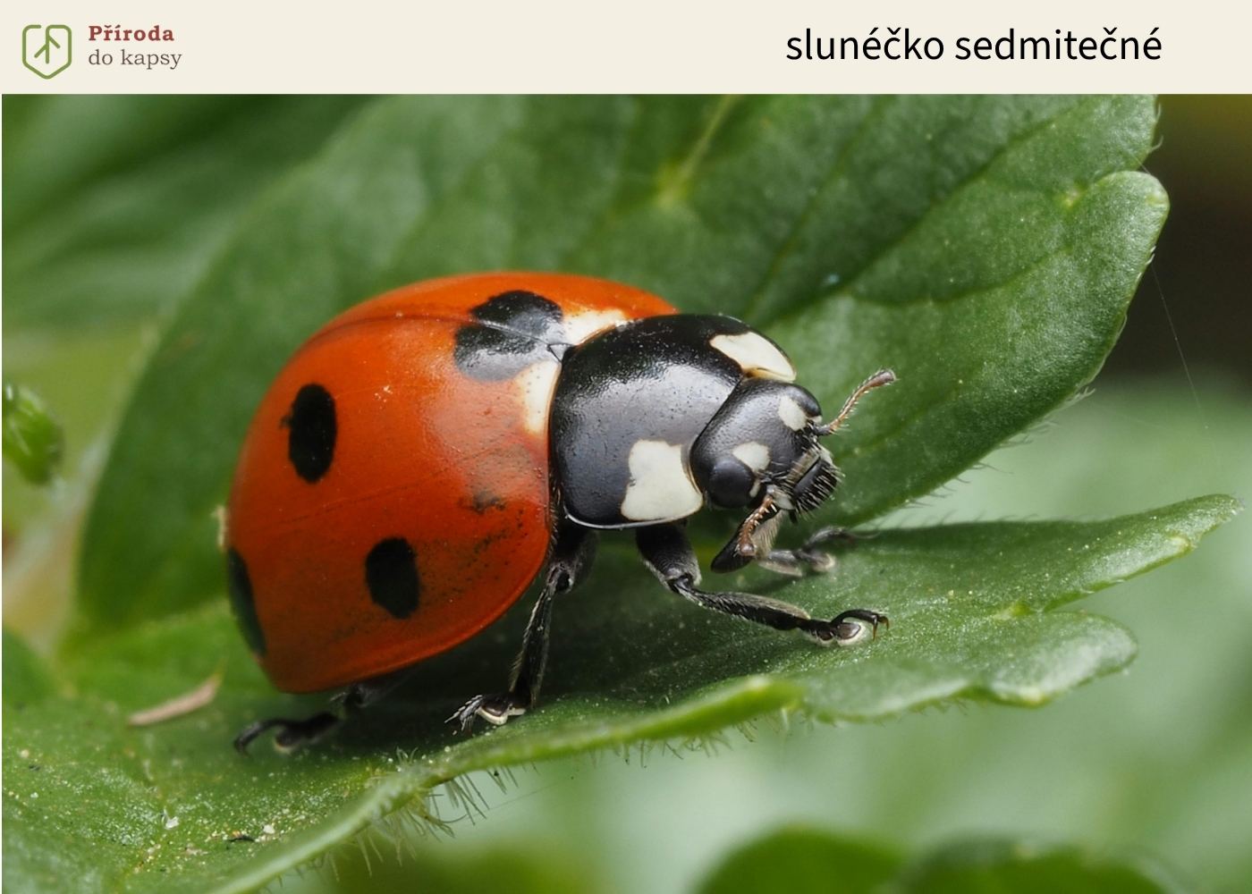 slunecko-sedmiterne-Coccinella-septempunctata