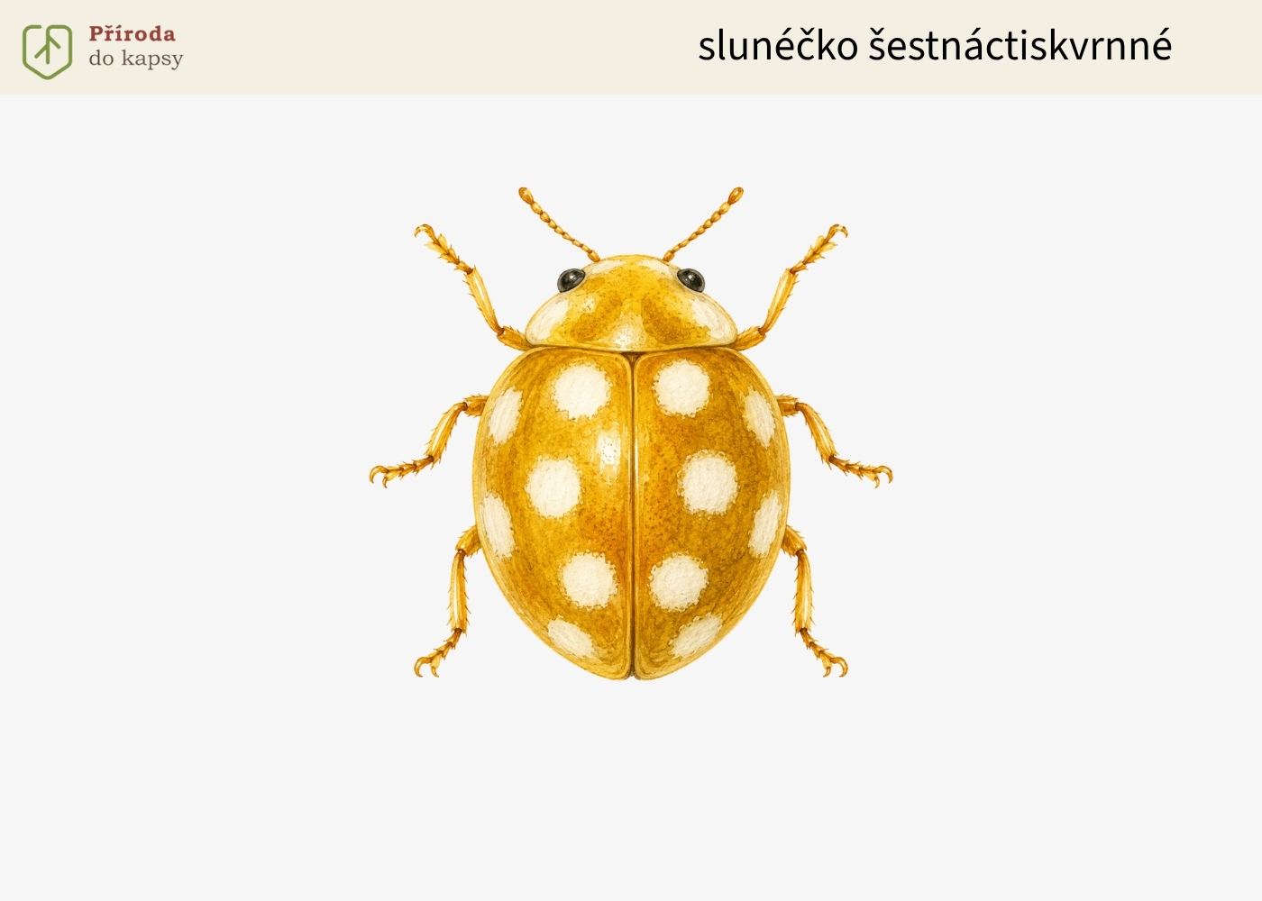 slunecko-sestnactiskvrnne