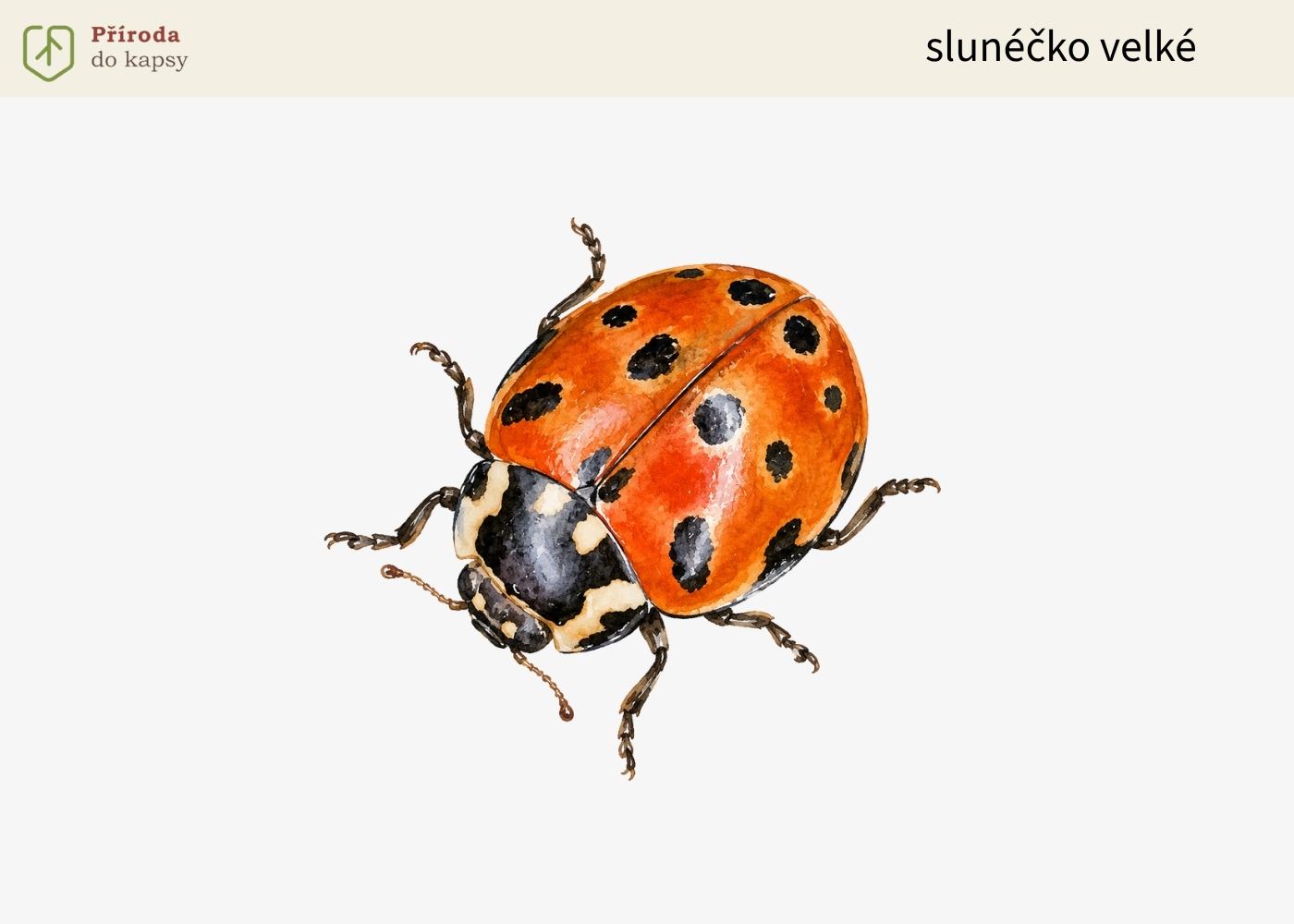 slunecko-velke-Anatis-ocellata