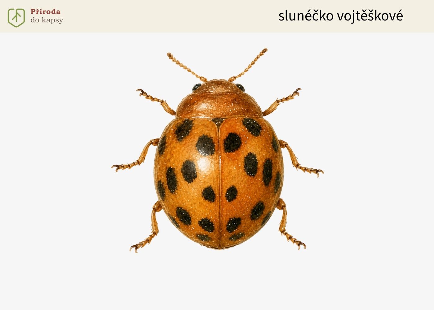 slunecko-vojteskove
