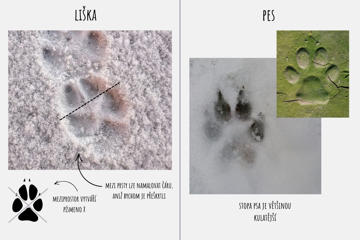 stopa-lisky-psa-rozdil
