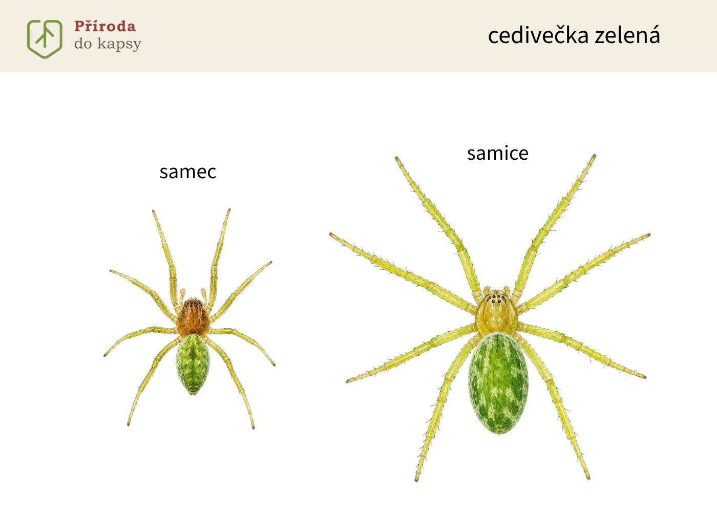 zeleny-pavouk-cedivecka_1