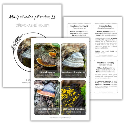 minuvodce prirodou II drevokazne houby