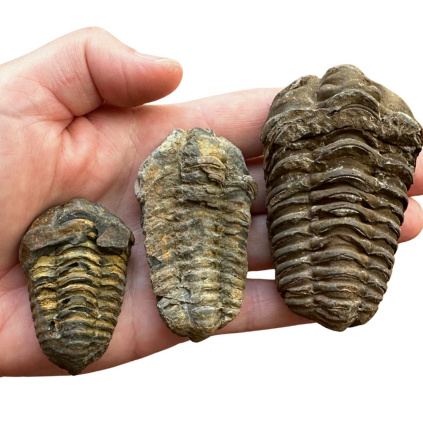 trilobit na prodej 3 velikosti