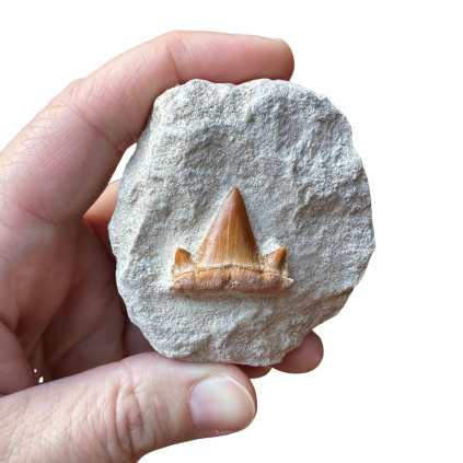 fosilni zraloci zub 3