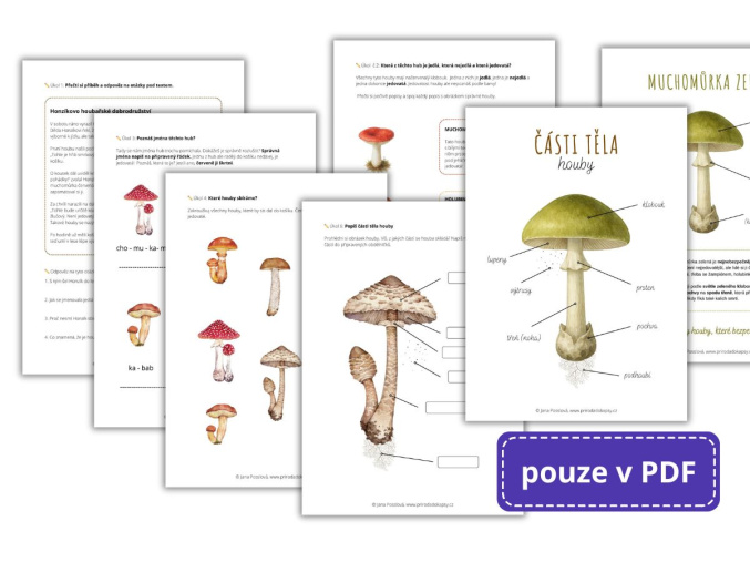 Popis houby pracovni list 3 trida (1)
