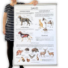 velky skolni plakat savci