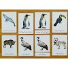 Třísložkové karty zvířata celého světa