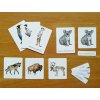 Třísložkové karty zvířata celého světa