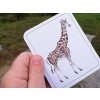 karty zvířata světa montessori