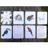 karty zvířata světa montessori 0
